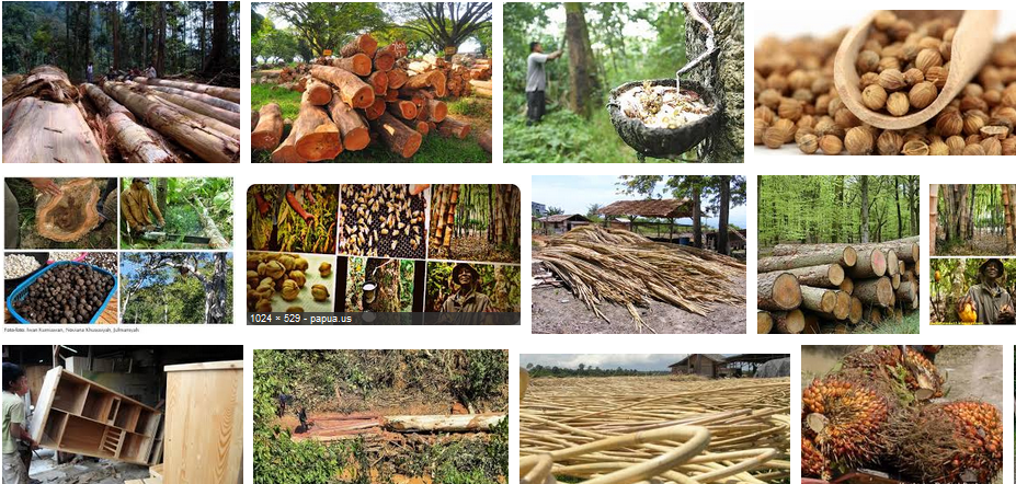 Hasil Hutan Indonesia. Sumber Image Google